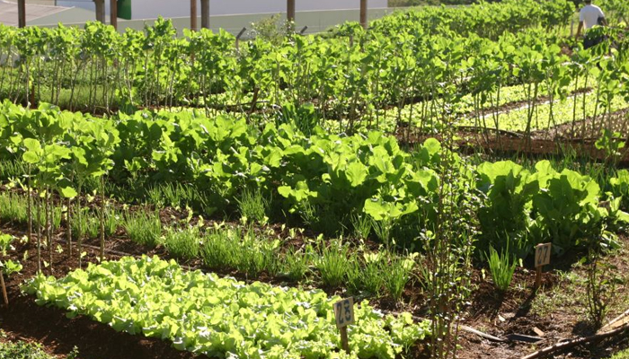 Prefeitura realiza capacitação para agricultores das hortas comunitárias
