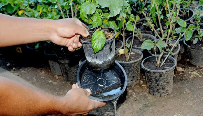 Verão é período de cuidado e combate ao mosquito Aedes