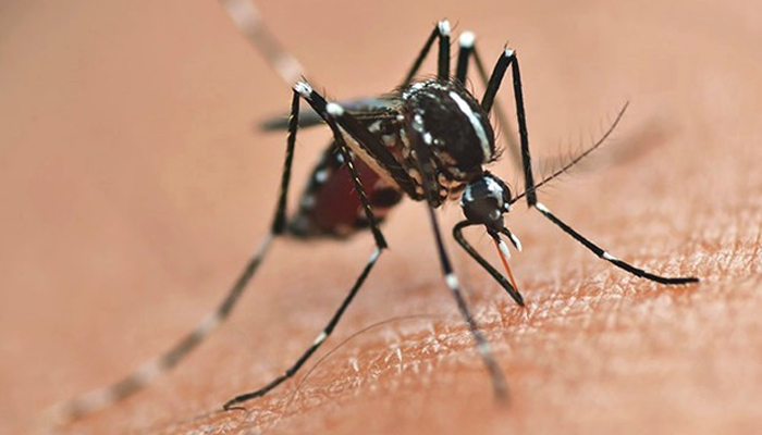 Casos de dengue continuam aumentando no Paraná