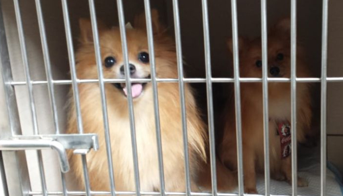Criação e venda irregular de animais gera multa de R$ 2 mil