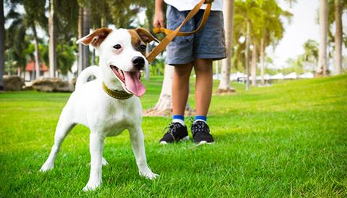 Veja alguns cuidados ao passear com o cachorro no verão