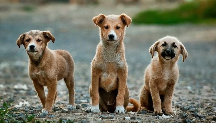Pet shops poderão colaborar na doação de animais