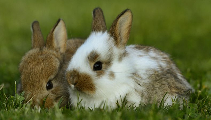Campanha conscientiza sobre a compra de coelhos vivos na Páscoa
