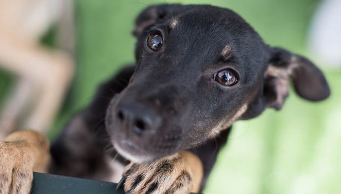 Convênio vai ampliar pontos de adoção de animais