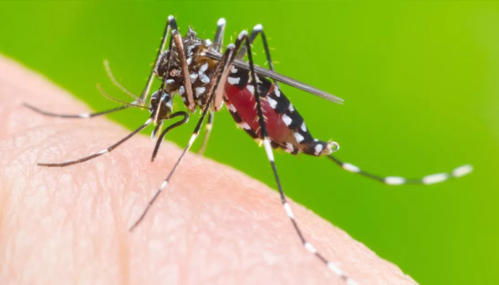 Saúde lança campanha digital sobre medidas de combate à dengue Saúde lança campanha digital sobre medidas de combate à dengue