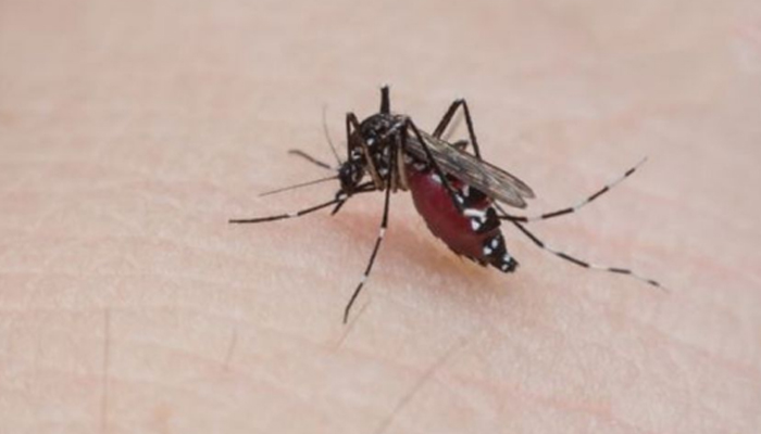 Saúde alerta para caso de Chikungunya em Maringá