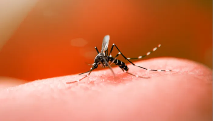 UEM e Secretaria de Saúde desenvolvem ferramenta que auxilia no combate à dengue