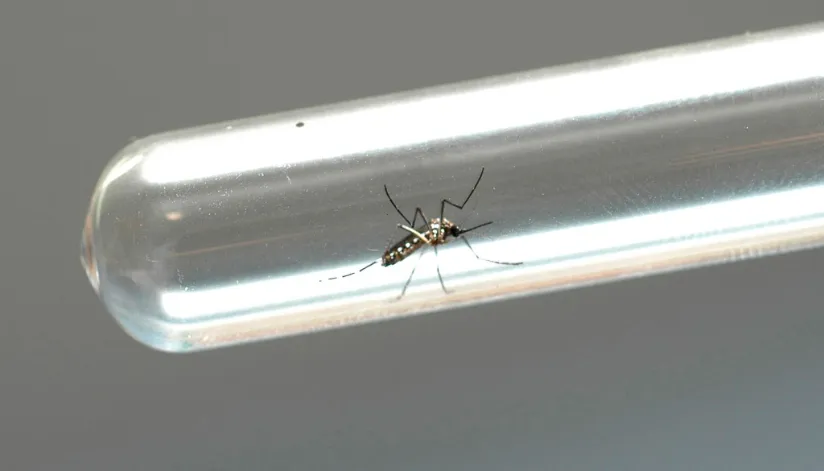 Sesa confirma mais dois óbitos causados pela dengue em municípios da Regional de Saúde de Maringá Sesa confirma mais dois óbitos causados pela dengue em municípios da Regional de Saúde de Maringá