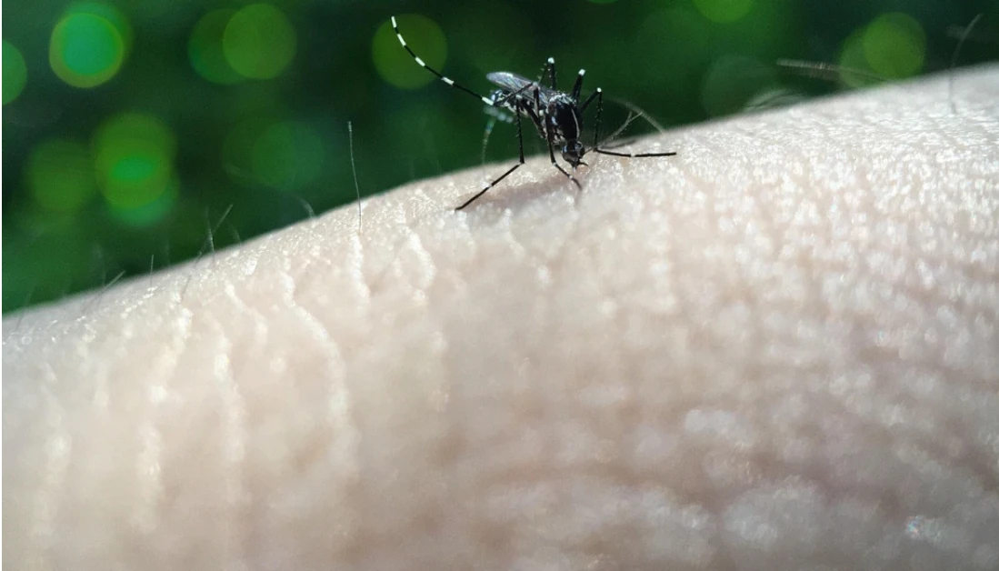 Boletim da Sesa confirma mais uma morte causada por dengue na Regional de Saúde de Maringá Boletim da Sesa confirma mais uma morte causada por dengue na Regional de Saúde de Maringá