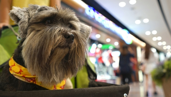 Shopping inaugura espaço exclusivo para pequenos animais nesta quarta-feira (12)