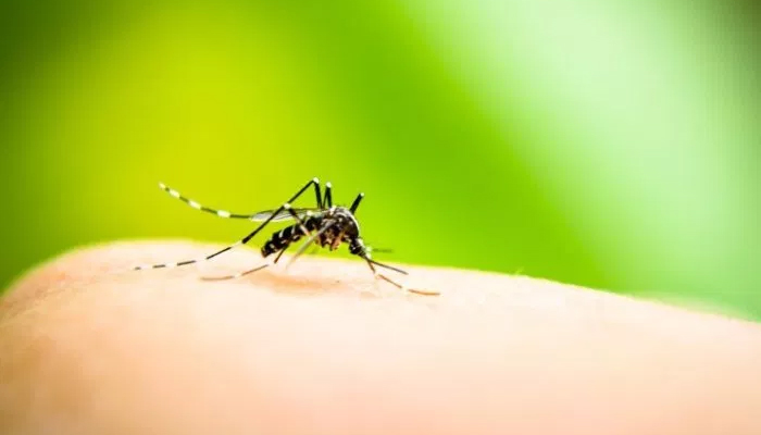 Prevenção contra a dengue deve continuar no inverno