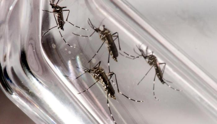 Casos de dengue aumentam mesmo com dias mais frios