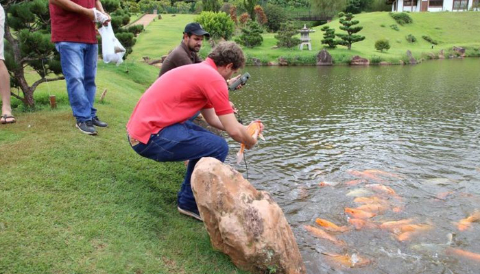 Carpas para o Parque do Japão são reproduzidas pela UEM 