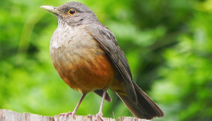 Evento de observação de pássaros apresenta aves do Parque do Ingá ao público Evento de observação de pássaros apresenta aves do Parque do Ingá ao público