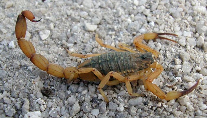 Clima quente e chuvoso favorece a aparição de escorpiões