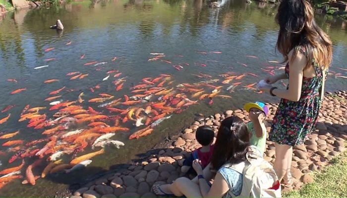 Com lago sem risco de contaminação, carpas estão saudáveis e seguem como atração