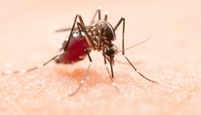Com 5,3 mil casos de dengue, cidades em epidemia são da região maringaense