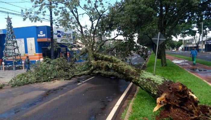 Após forte chuva, foi registrada a queda de 40 árvores em Maringá
