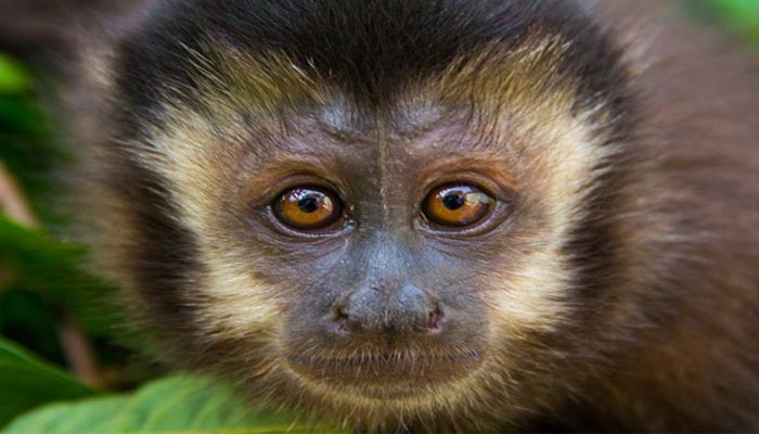 Chega a 40 o número de macacos mortos por febre amarela no Paraná
