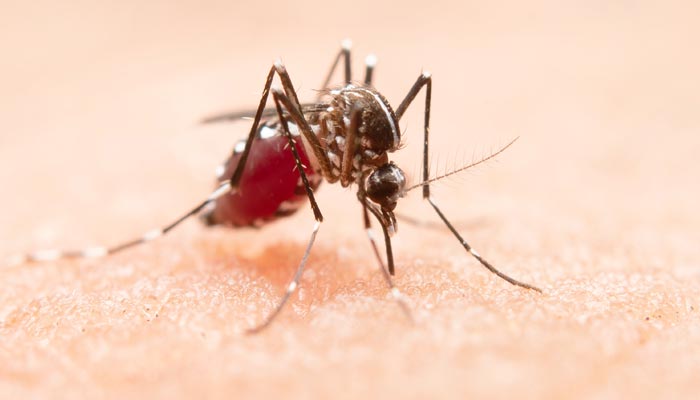 Paraná contabiliza 10 mortes por dengue, duas são em Sarandi e Maringá
