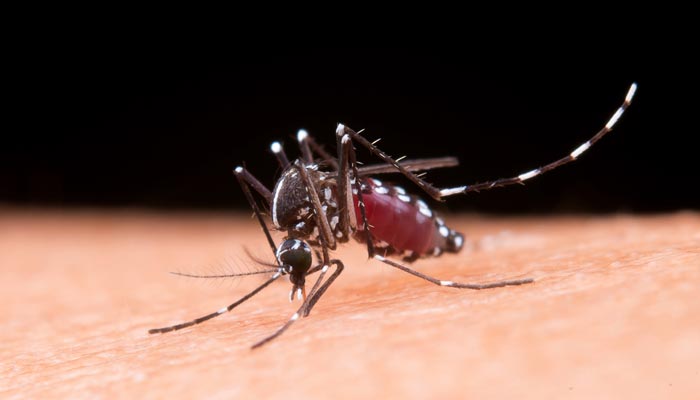 Casos de dengue crescem 25% no Paraná e Maringá possui 1,6 mil casos