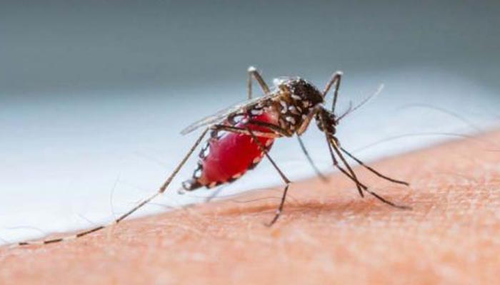 Paraná declara estado de epidemia de dengue