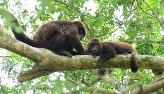 Mais de 130 macacos morrem por febre amarela no Paraná