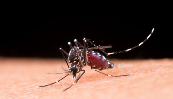 Paraná confirma mais 12 mortes por dengue, uma delas em Sarandi