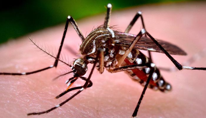 Paraná totaliza mais de 100 mil casos de dengue