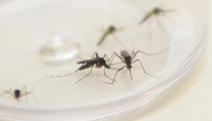 Mortes por dengue no Paraná sobem 34% em uma semana