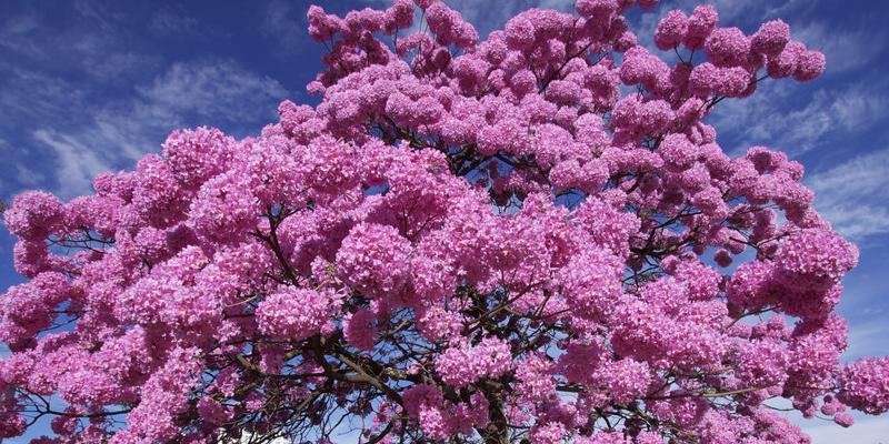 As cores das flores do ipê roxo invadem a cidade no inverno - Maringa.Com