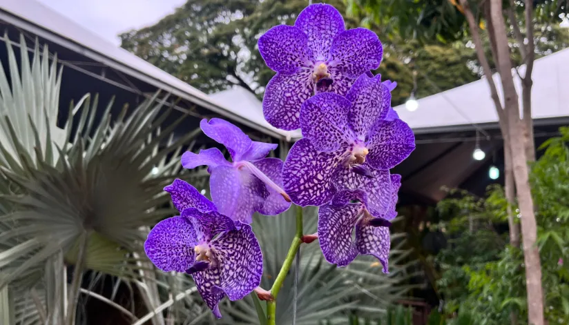 Conheça algumas das plantas mais exóticas da Expoflor 2023 de Maringá
