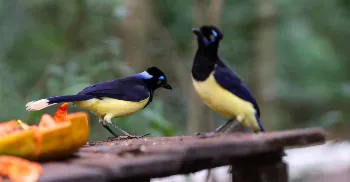‘Jurássico Condor’, oficinas e mais: confira a programação da Semana do Meio Ambiente em Maringá 