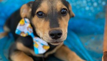 Evento online arrecada doações para ONG de animais abandonados em Maringá 