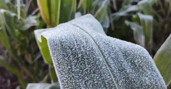 Massa de ar polar no Paraná faz com que 20 municípios registrem as mínimas mais baixas do ano 