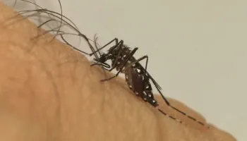 Boletim semanal aponta 1.069 novos casos de dengue em Maringá e cidade vive epidemia da doença 