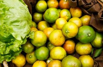 Conferência internacional sobre Inovações Agrícolas Sustentáveis terá início nesta terça-feira (8). 
