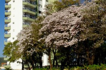 Estado capacita municípios para um correto plano de arborização urbana 