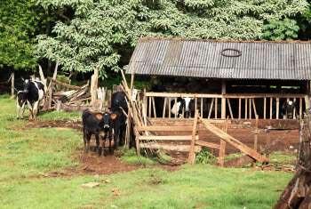 Prefeitura notifica proprietários de animais criados irregularmente Prefeitura notifica proprietários de animais criados irregularmente