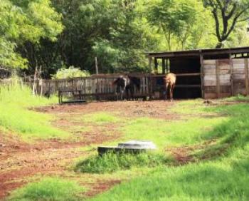 Prazo para retirar animais dos fundos de vale termina nesta segunda-feira (15) 