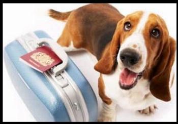Maioria das pessoas que vivem com cachorros deixam de viajar por causa deles 