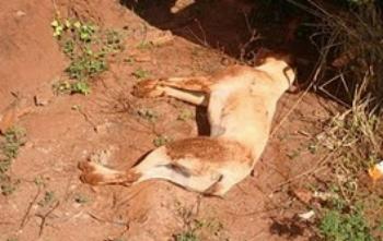Secretaria de Serviços Públicos alerta sobre destinação inadequada de animais em fundos de vale 