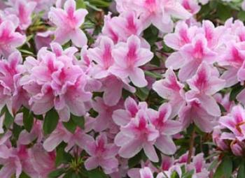 Primavera está chegando. Hora de escolher as melhores espécies para o jardim 