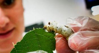 Paraná pode aumentar produção de bicho-da-seda em até 50% Paraná pode aumentar produção de bicho-da-seda em até 50%