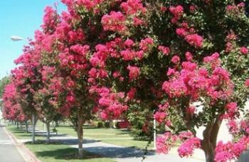 Arborização para a beleza do jardim e bem estar dos moradores 