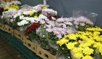 Procon divulga pesquisa de preços de flores que variam em até 366,67% 
