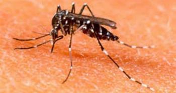 Veja algumas medidas caseiras para o combate a Aedes Aegypti Veja algumas medidas caseiras para o combate a Aedes Aegypti