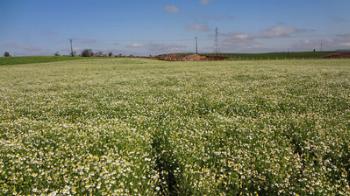 Paraná produz 90% dos temperos e plantas medicinais do País 