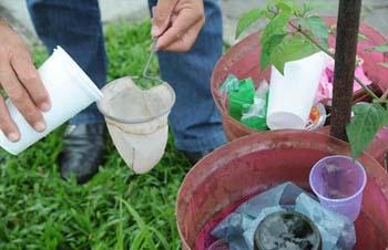 Paraná promove dia de mobilização contra o mosquito da dengue 