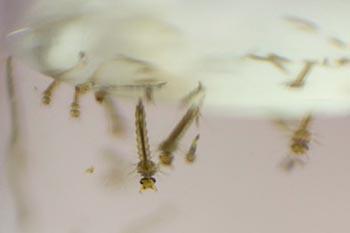 Pacientes com suspeita de dengue devem procurar atendimento imediato 